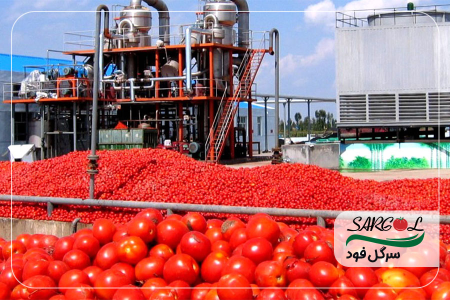 Production stages of tomato paste in the factory